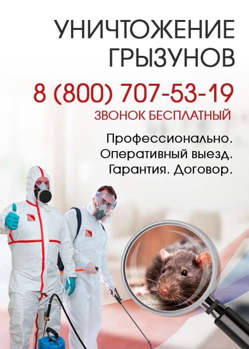 Уничтожение крыс в Жуковском