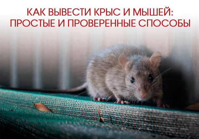 Как вывести крыс и мышей в Жуковском: простые и проверенные способы