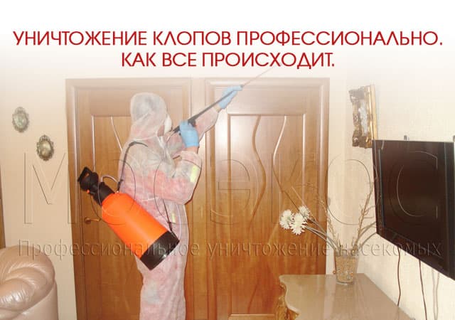 Уничтожение клопов профессионально в Жуковском