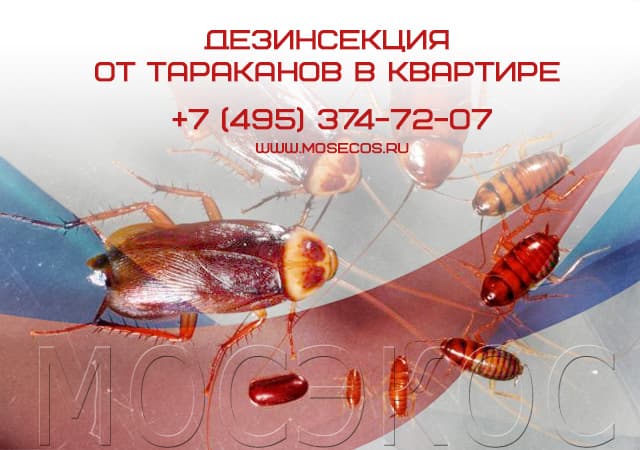 Дезинсекция от тараканов в квартире в Жуковском