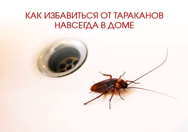 Как избавиться от тараканов в доме в Жуковском