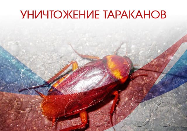 Уничтожение тараканов в Жуковском