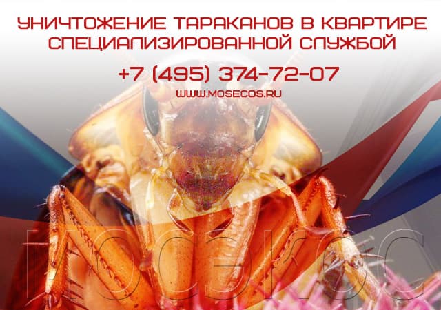 Уничтожение тараканов специализированной службой в Жуковском