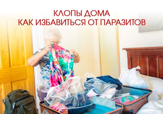 Клопы дома: как избавиться от паразитов в Жуковском
